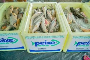 Projeto Peixe Popular: Distribuição de Peixe Gratuita